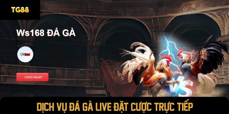 Dịch vụ đá gà live đặt cược trực tiếp