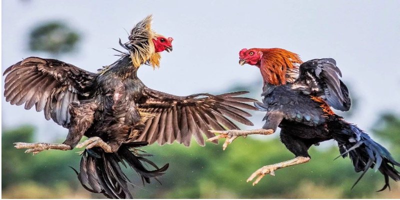 Trận đá gà phát trực tiếp tại sảnh Cockfight TG88